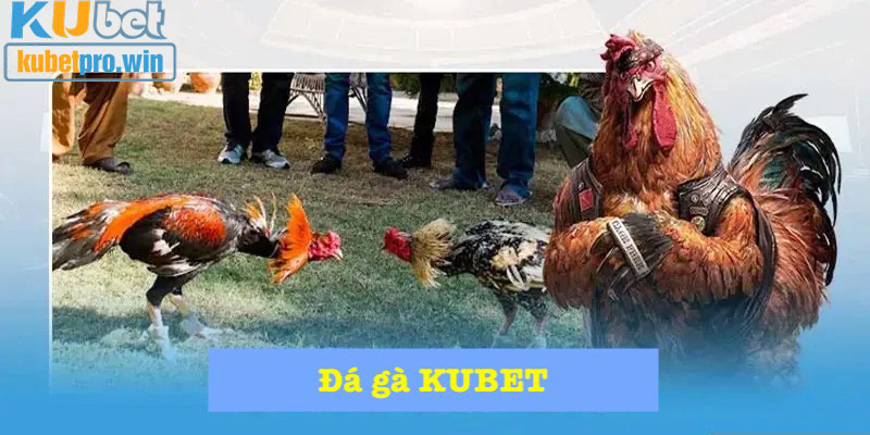 Đá gà KUBET đỉnh cao